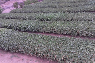 Nursery beds and Seedling distribution to community members to plant