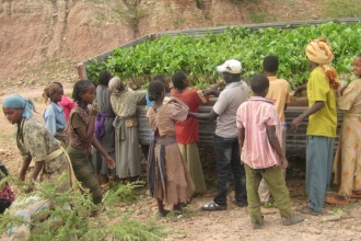Nursery beds and Seedling distribution to community members to plant
