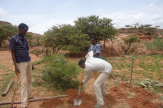 API team together with the local community established nursery beds which supplied seedlings for planting in different woredas.