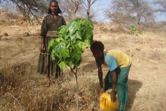 The biofuel reafforestation program started with planting trees on degraded areas.