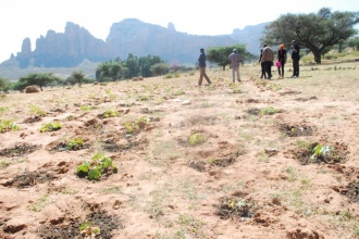The biofuel reafforestation program started with planting trees on degraded areas.
