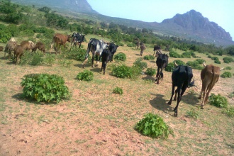 The biofuel reafforestation program started with planting trees on degraded areas.
