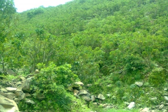 By 2014, most of the trees had reached maturity and started seeding
