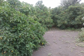 By 2014, most of the trees had reached maturity and started seeding
