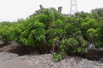 By 2014, most of the trees had reached maturity and started seeding