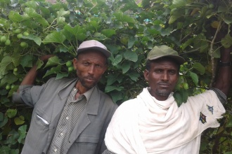 The reafforestation program has proved a success story for most of the areas planted with Jatopha trees