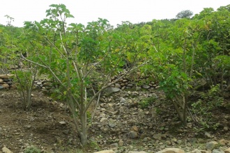 The reafforestation program has proved a success story for most of the areas planted with Jatopha trees