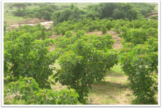 The reafforestation program has proved a success story for most of the areas planted with Jatopha trees