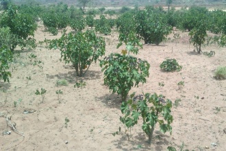 The reafforestation program has proved a success story for most of the areas planted with Jatopha trees
