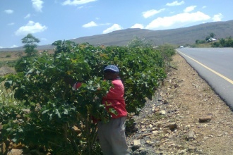 More jatropha trees have been planted along road sides and hill sides to increase supply soa s to meet the planned capacity of the production unit.