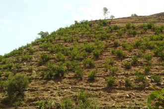More jatropha trees have been planted along road sides and hill sides to increase supply soa s to meet the planned capacity of the production unit.