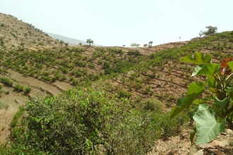 More jatropha trees have been planted along road sides and hill sides to increase supply soa s to meet the planned capacity of the production unit.