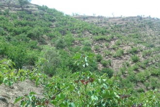 More jatropha trees have been planted along road sides and hill sides to increase supply soa s to meet the planned capacity of the production unit.