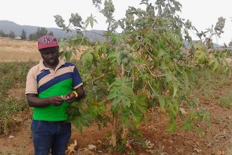 Mature castor tree in Tigray and a harvest from a candle nut tree