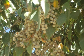 Mature croton tree