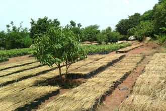 Nursery beds and Seedling distribution to community members to plant