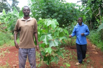 Candle nut trees intercropped with other food crops