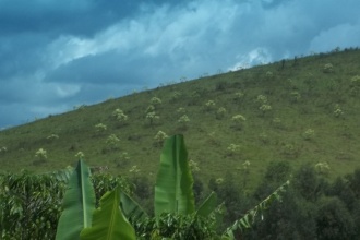 Candlenut trees on a hillside