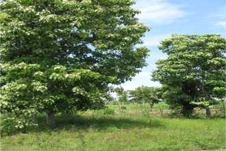 5-6 year old candlenut trees