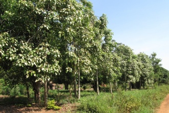 5-6 year old candlenut trees
