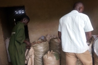 Candlenut seeds are packed and transported to the production unit for oil extration
