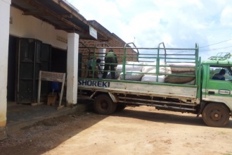 Candlenut seeds are packed and transported to the production unit for oil extration