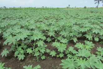 Castor plantation in Namalu Karamoja