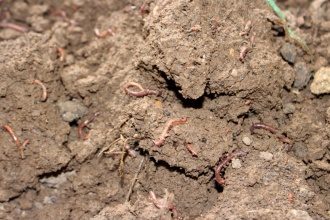 Vermicompsting process