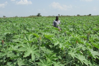 Castor plantation in Namalu Karamoja