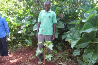 Candle nut trees intercropped with other food crops