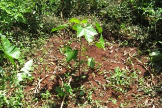 Candle nut trees intercropped with other food crops