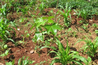 Candle nut trees intercropped with other food crops