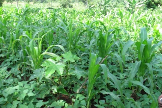 Candle nut trees intercropped with other food crops